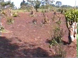 cleared field